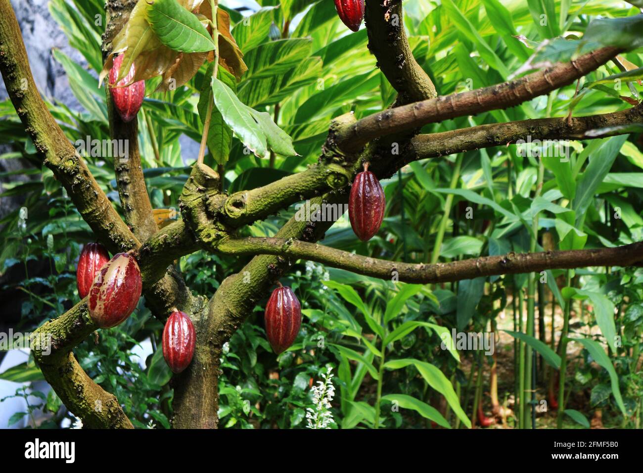 Gros fruit de cacao mûr rouge Banque D'Images