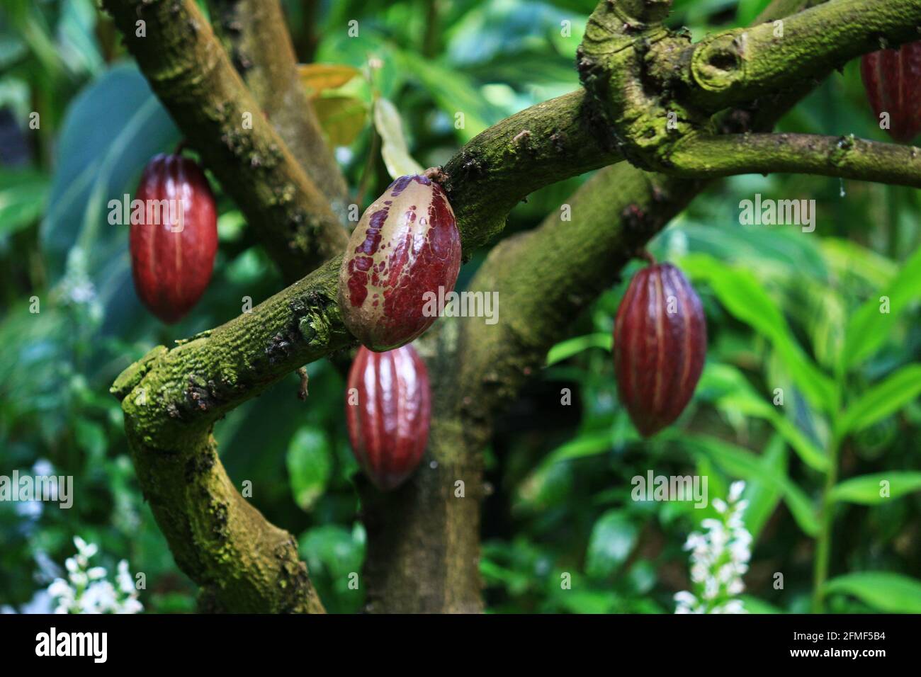 Gros fruit de cacao mûr rouge Banque D'Images