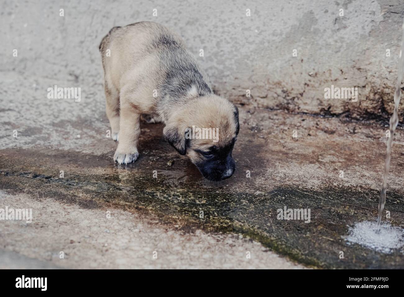 Un beau et câleusement anglais mastiff puppy eau potable de une fontaine Banque D'Images