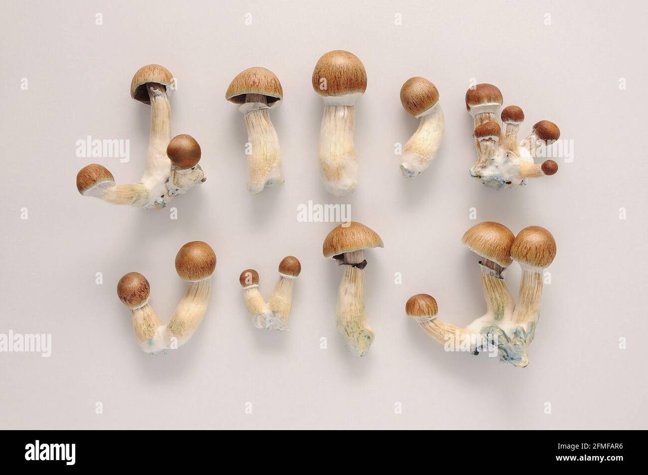 Psilocybe Cubensis champignons crus isolés sur fond blanc. Psilocybin psychédélique magie champignons Golden enseignant. Vue de dessus, gros plan. Micro-dosage Banque D'Images