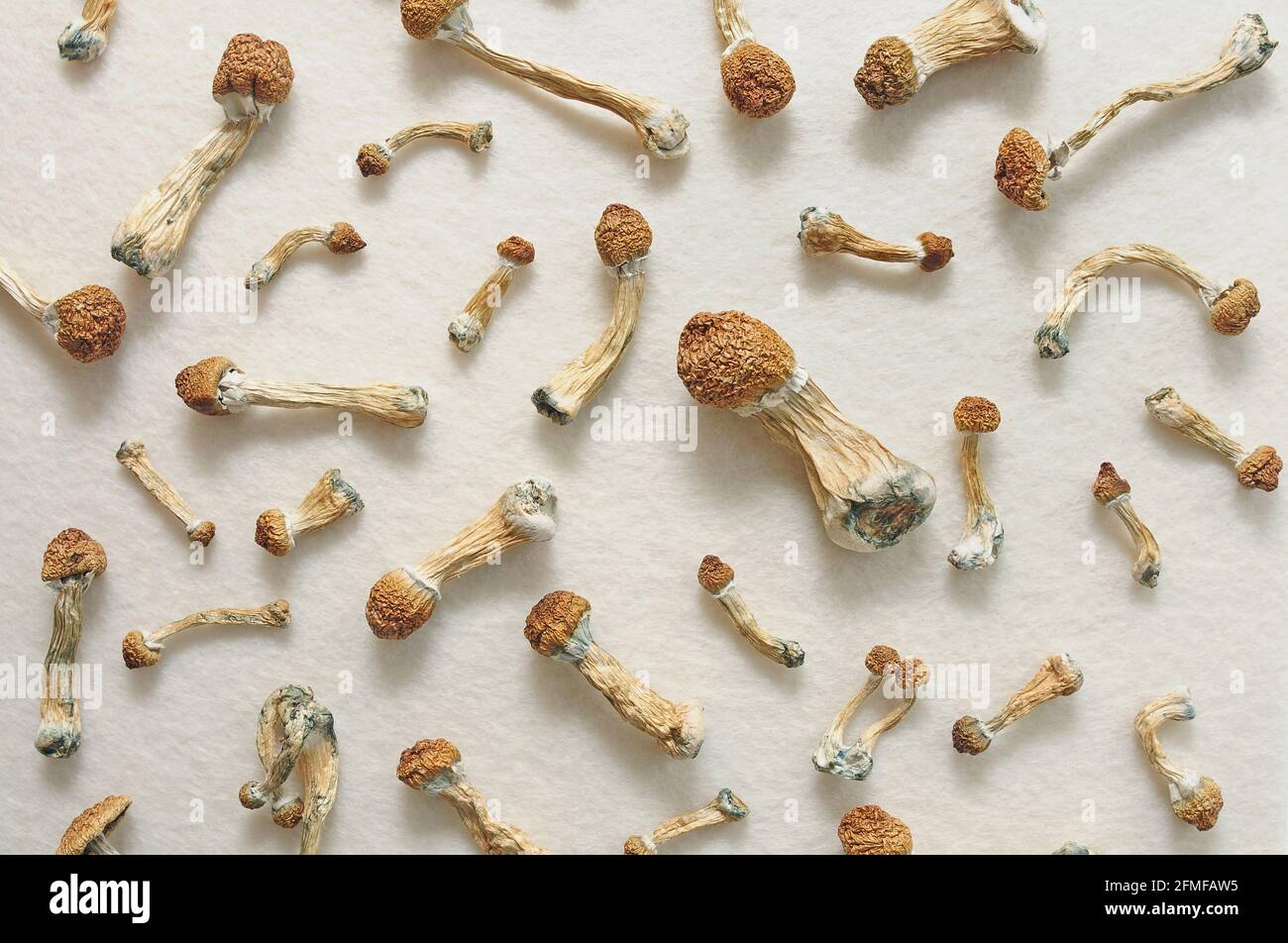 Concept de micro-dosage. Champignons psilocybine isolés sur fond ivoire. Voyage psychédélique, champignon magique. Médecine alternative. Banque D'Images