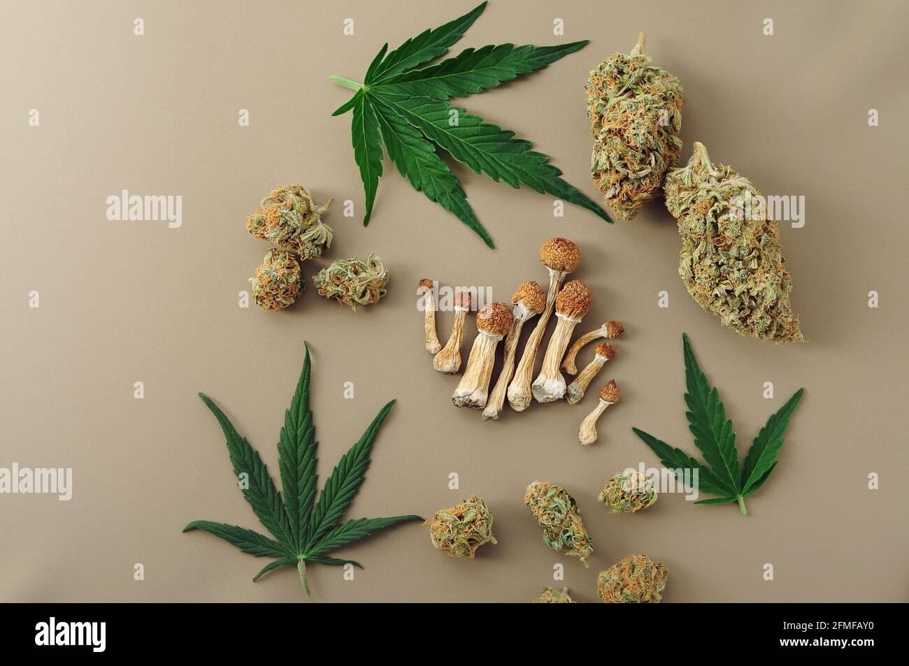 Voyage psychédélique, loisirs dans le quartier des affaires. Concept de micro-dosage. Champignons psilocybe séchés et bourgeons de cannabis sur fond ivoire. Banque D'Images