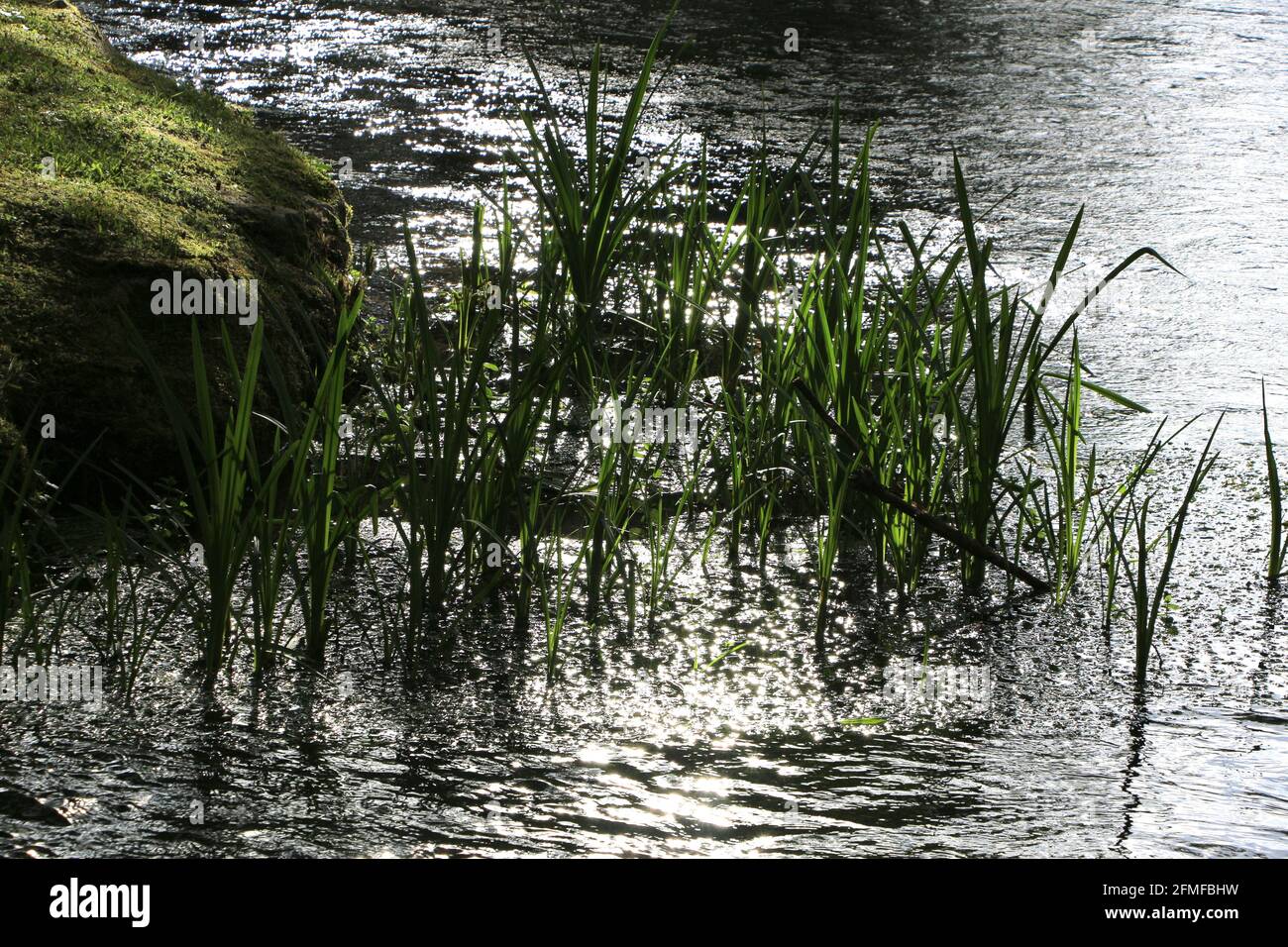 Roseaux à côté de la rive de la rivière Ruente un affluent de la rivière Saja Ruente Cantabria Espagne Banque D'Images