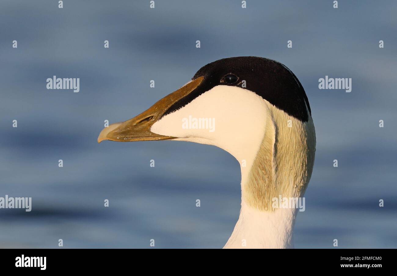 Eider canard mâle, profil de tête Banque D'Images