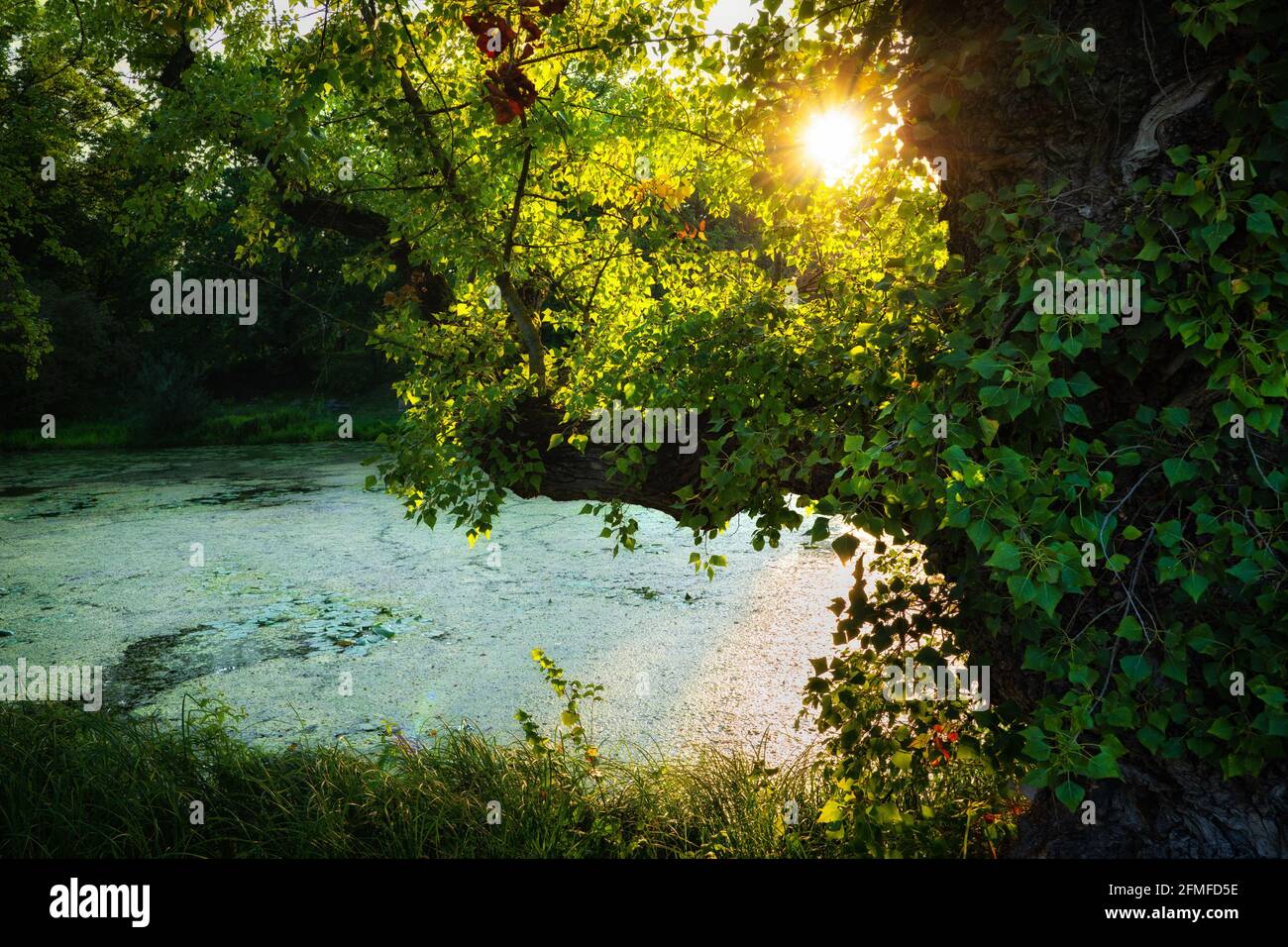 Coucher du soleil à travers le feuillage d'un vieux arbre et étang surcultivé dans le parc Banque D'Images
