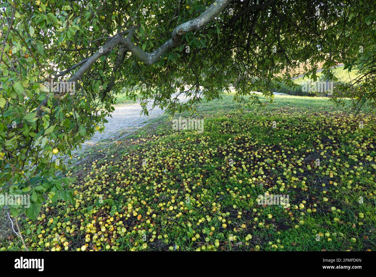 Pommier sauvage avec pommes au sol. Banque D'Images