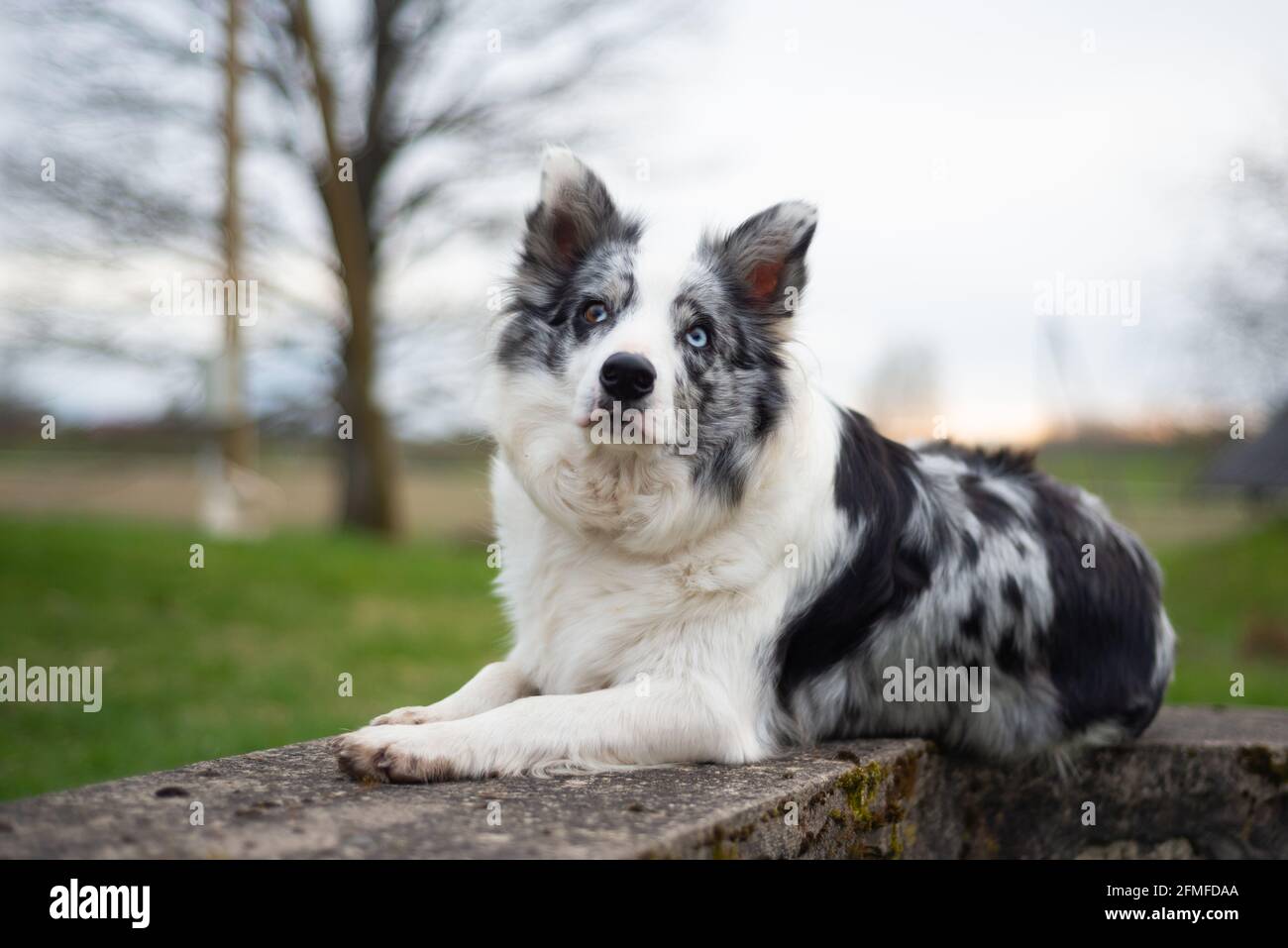 La frontière collie est située sur des structures en béton au coucher du soleil Banque D'Images