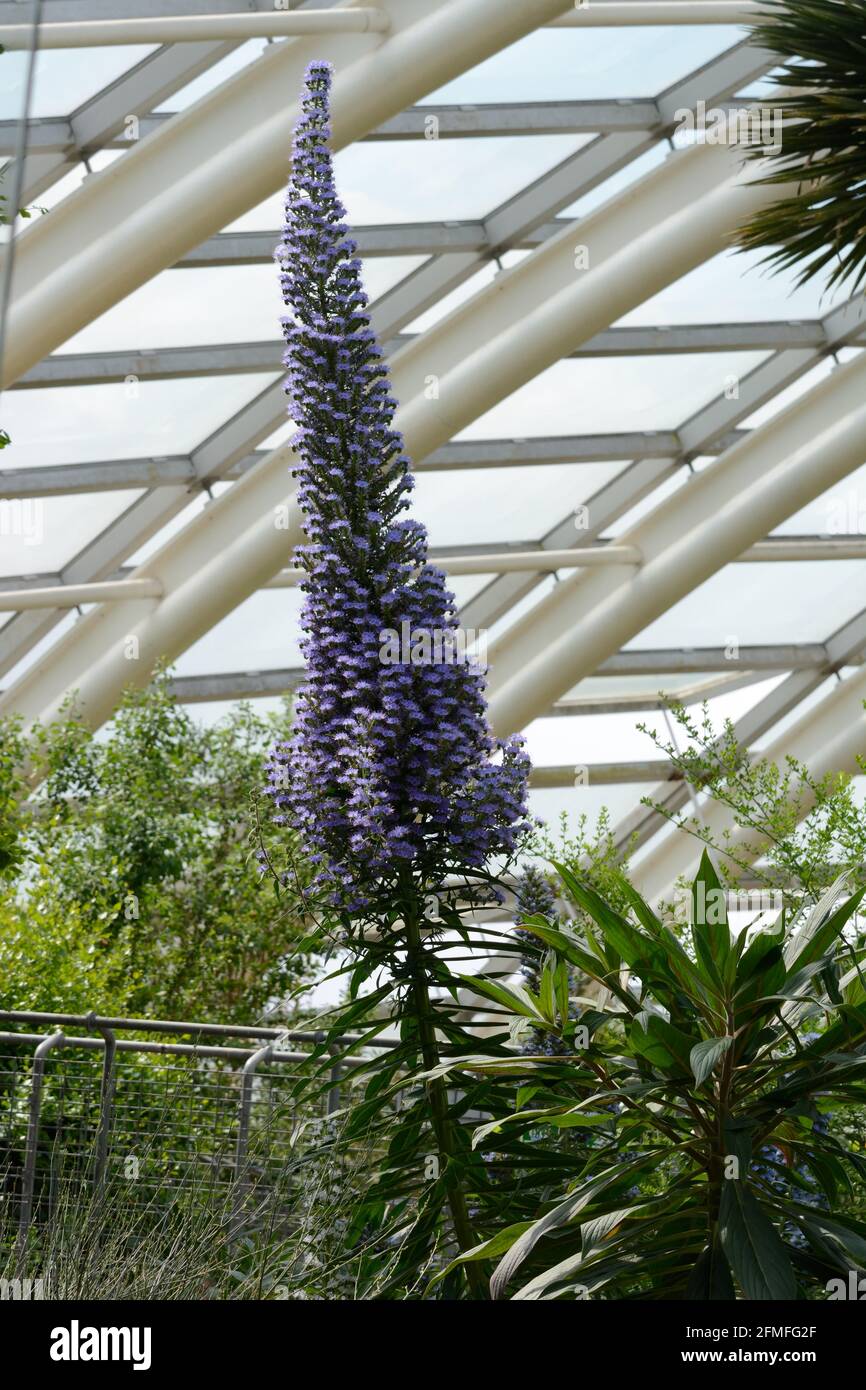 Grand pic de fleurs bleues d'Echium canficans ou Pride De Madère à l'intérieur de la grande Glasshouse au jardin botanique national Jardin du pays de Galles Banque D'Images