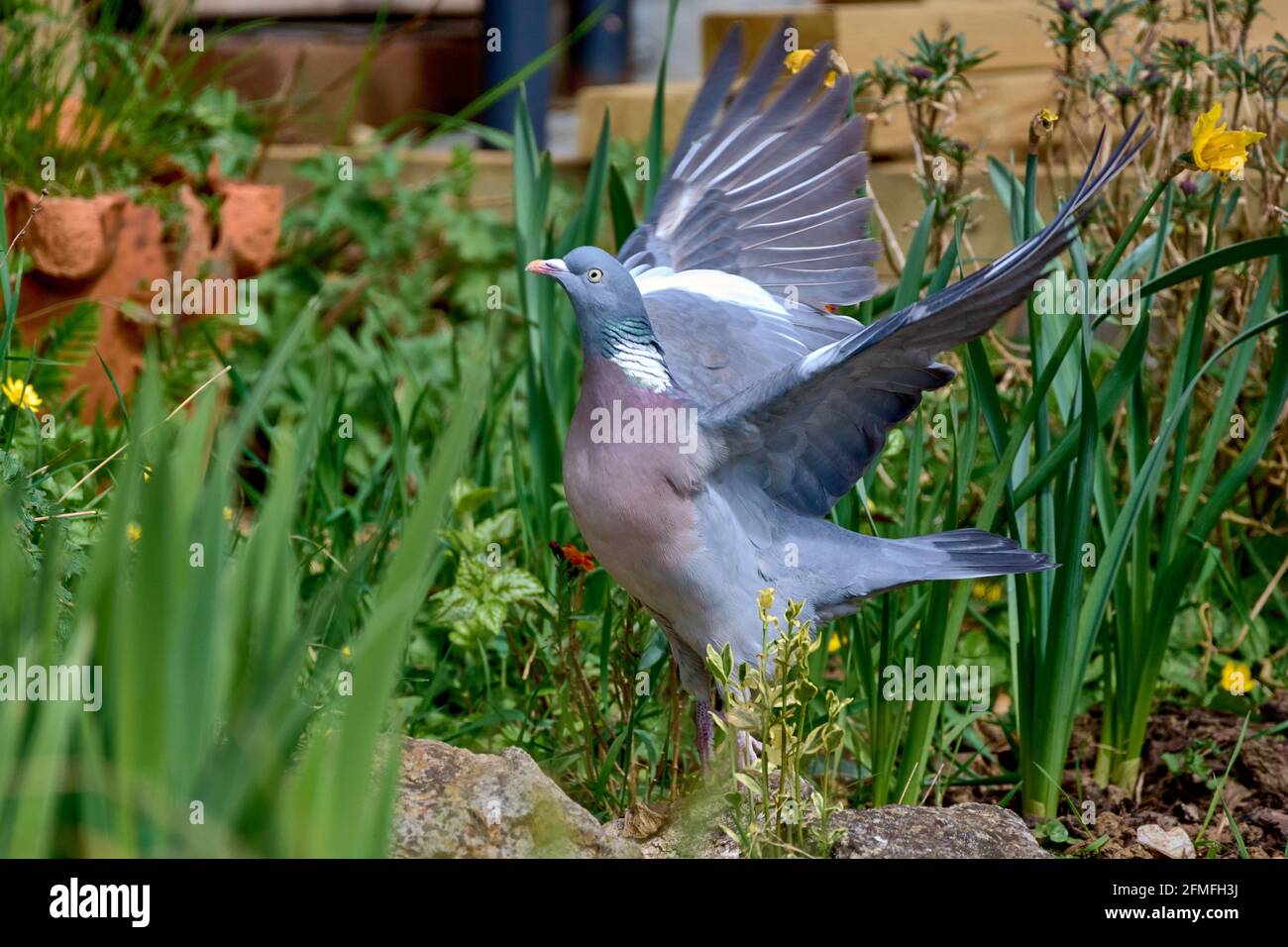 Pigeon ramier dans le jardin Banque D'Images