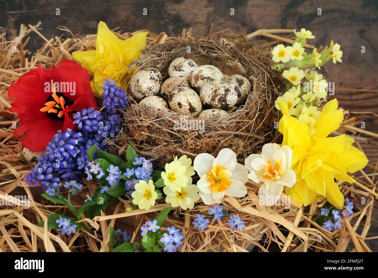 Œufs de caille dans un nid naturel avec fleurs de printemps fraîches de primrose, narcisse et jacinthes de raisin sur bois rustique. Concept d'alimentation saine. Banque D'Images