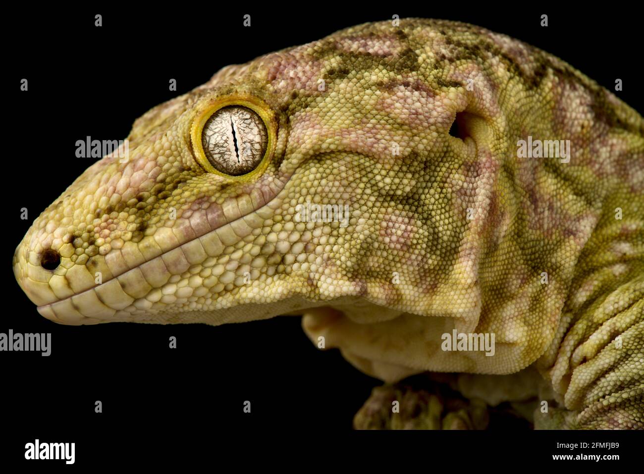 Le nouveau gecko géant calédonien (Rhacodactylus laechianus) est la plus grande espèce de gecko au monde. Ils sont endémiques en Nouvelle-Calédonie. Banque D'Images