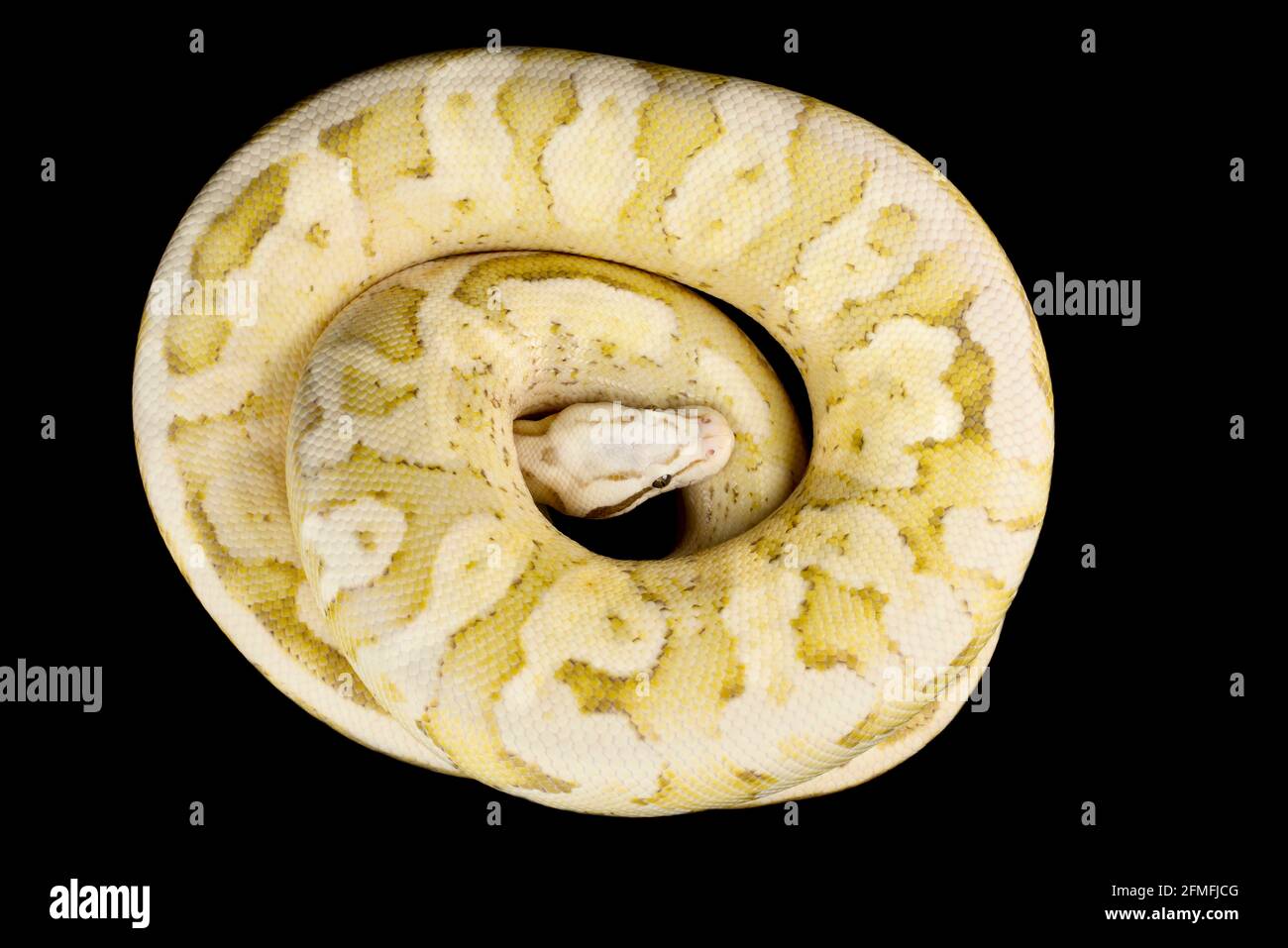 Le python de balle (Python regius) est l'une des espèces de serpents d'animaux de compagnie les plus populaires au monde. Ils sont élevés dans une grande variété de couleurs. Banque D'Images
