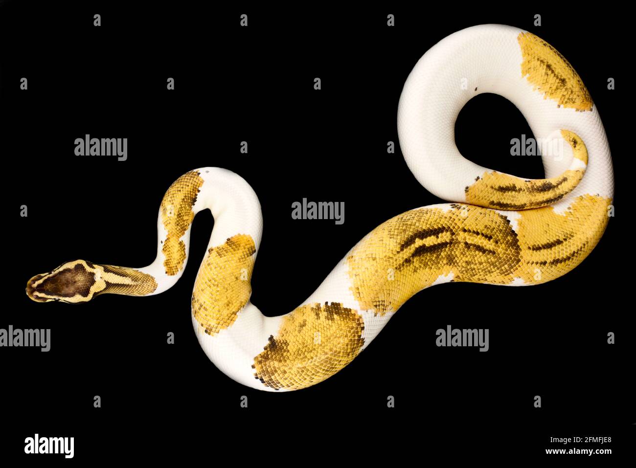 Le python de balle (Python regius) est l'une des espèces de serpents d'animaux de compagnie les plus populaires au monde. Ils sont élevés dans une grande variété de couleurs. Banque D'Images