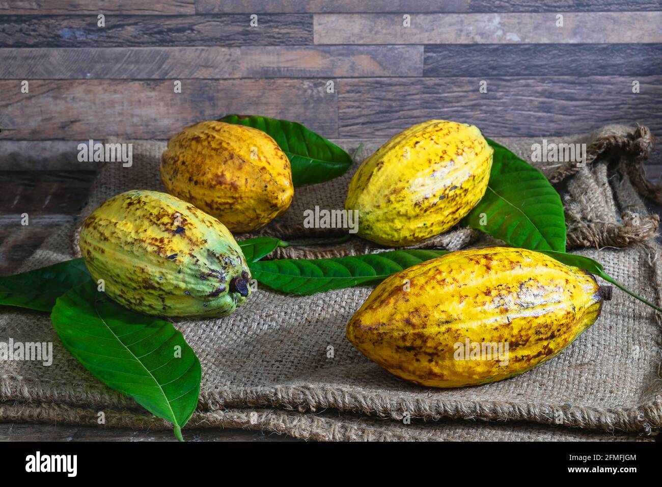 Fruits frais de cacao sur sac brun Banque D'Images