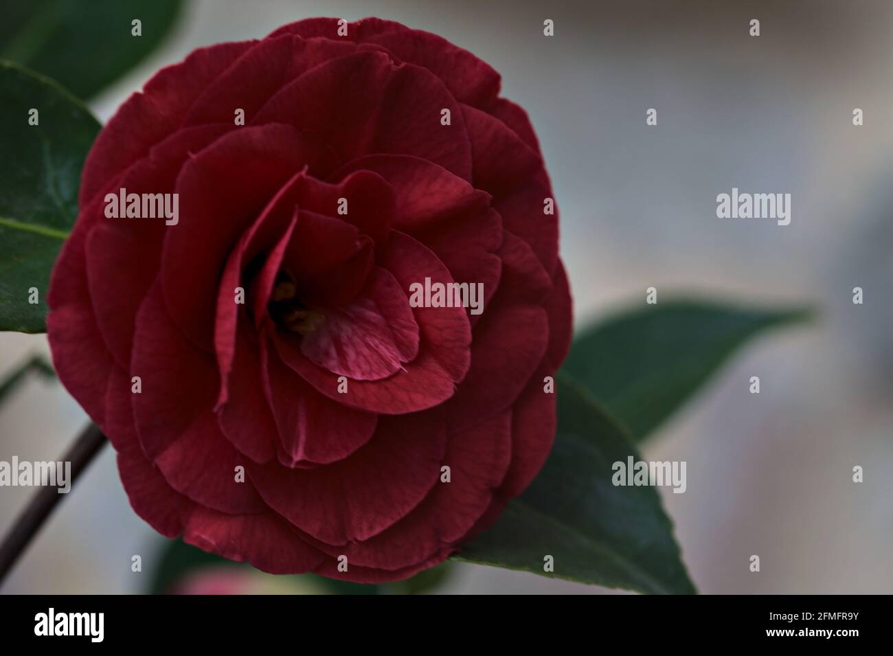 Camelia japonais rouge Banque de photographies et d’images à haute ...