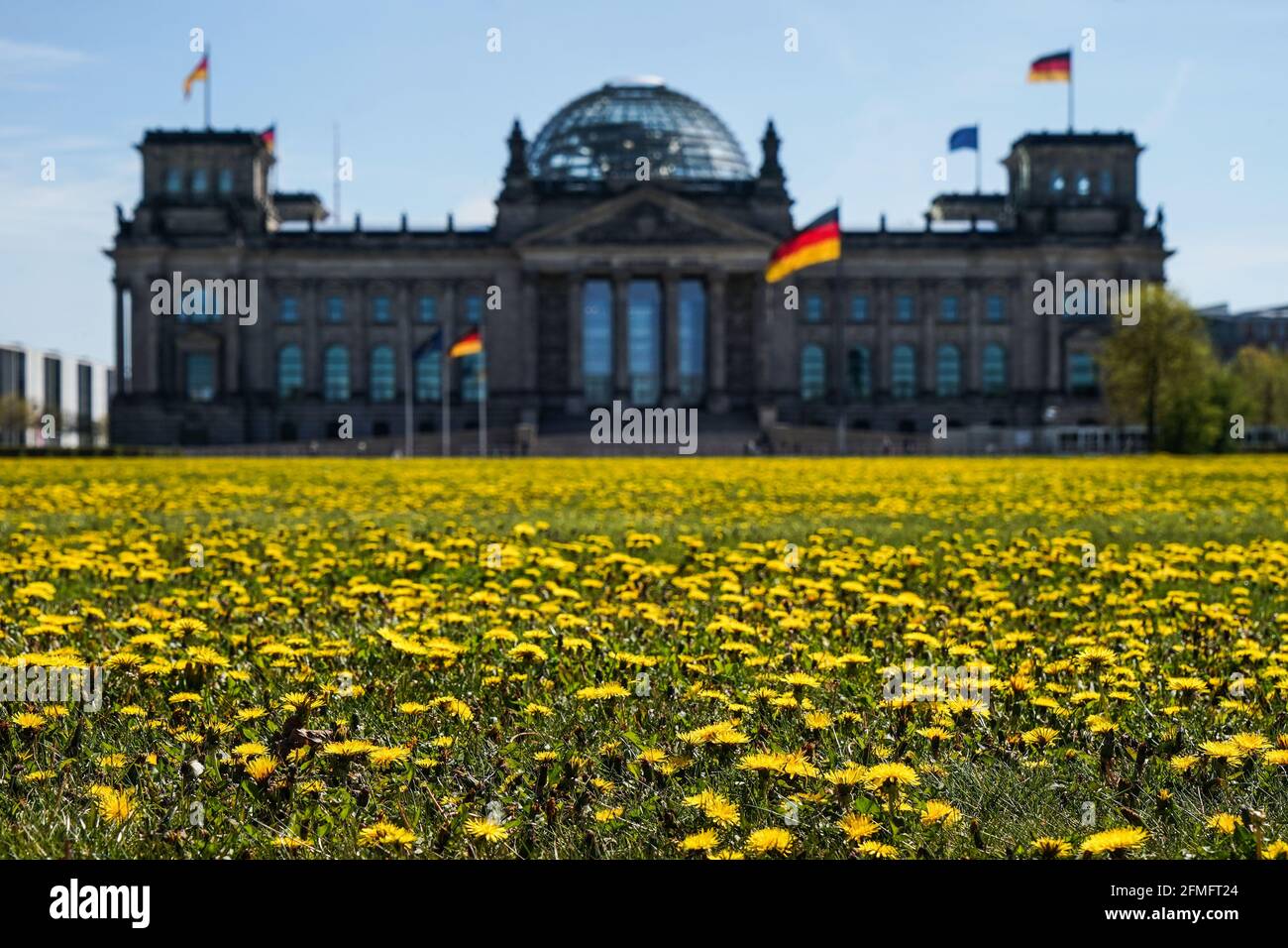 09 mai 2021, Berlin: Un tapis jaune de pissenlits est visible sur la pelouse en face du bâtiment Reichstag. Le temps du début de l'été amène des températures d'environ vingt-six degrés à la capitale. Photo: Jörg Carstensen/dpa Banque D'Images