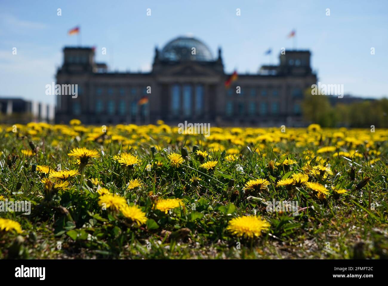 09 mai 2021, Berlin: Un tapis jaune de pissenlits est visible sur la pelouse en face du bâtiment Reichstag. Le temps du début de l'été amène des températures d'environ vingt-six degrés à la capitale. Photo: Jörg Carstensen/dpa Banque D'Images