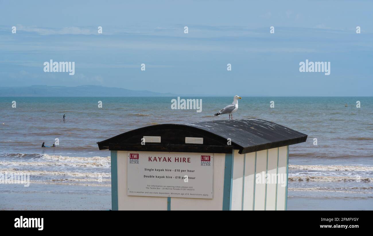 Lyme Regis, Dorset, Royaume-Uni. 9 mai 2021. Météo Royaume-Uni. Chaudes sorts ensoleillés à la station balnéaire de Lyme Regis. Les visiteurs et les habitants de la région apprécient le temps chaud et ensoleillé le dimanche. Credit: Celia McMahon/Alamy Live News Banque D'Images