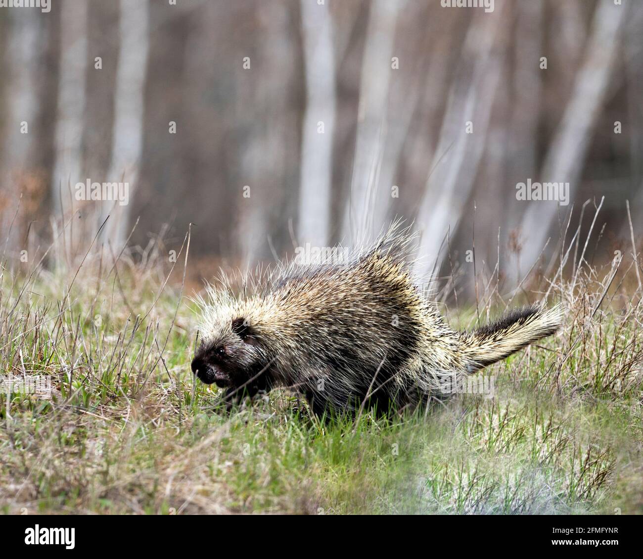 Porcupine marchant dans les prairies avec un arrière-plan flou, montrant le corps, la tête, le manteau de épines acérées, des quills, dans la saison de printemps dans son habitat. Banque D'Images
