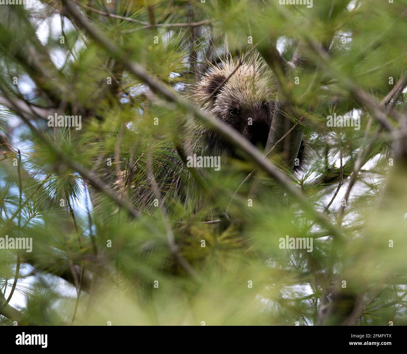 Porcupine se cachant dans un arbre, montrant sa tête, manteau de épines acérées, des quills, au printemps, avec des aiguilles de pin au premier plan et en arrière-plan Banque D'Images