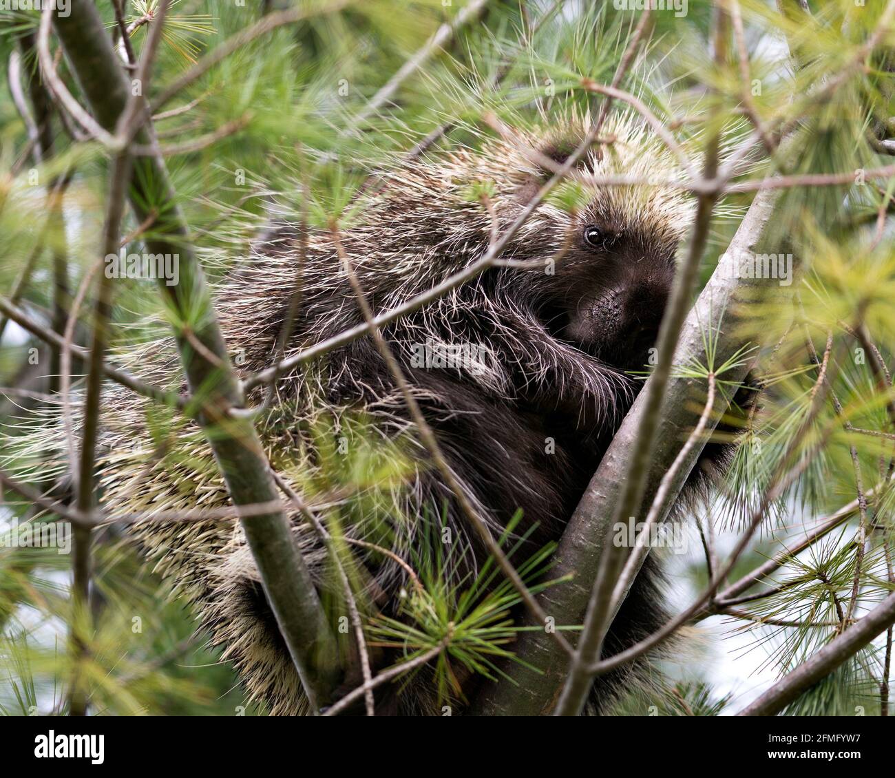Porcupine se cachant dans un arbre, montrant son corps, sa tête, son manteau de épines acérées, des quills, au printemps avec des aiguilles de premier plan de pin et le dos Banque D'Images