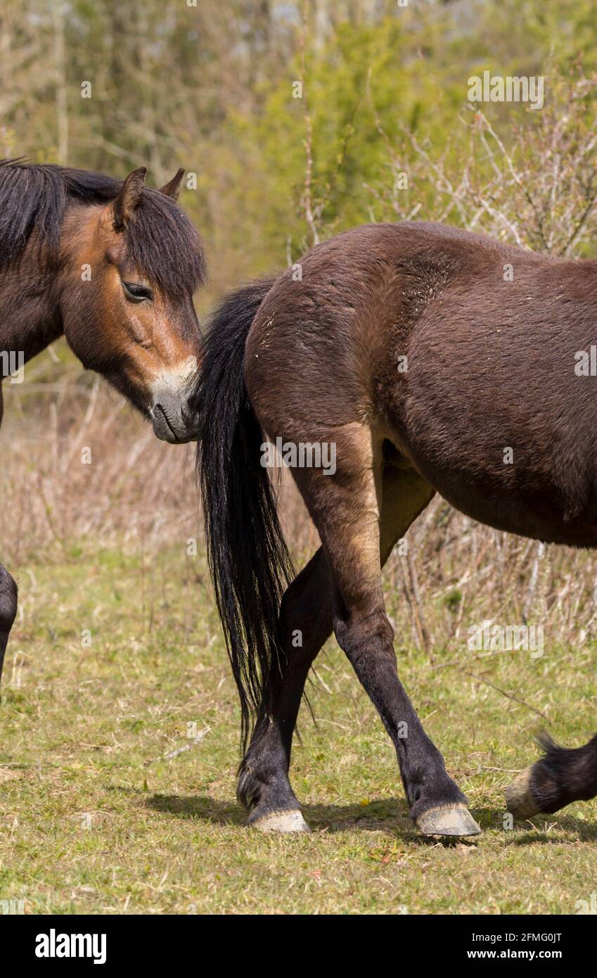 Exmoor poneys libre roaming sur le domaine de Knebpp Royaume-Uni Dark Bay coloriage de la partie de deux troupeaux reproducteurs et vivant sauvage, parcourant la végétation autour. Banque D'Images