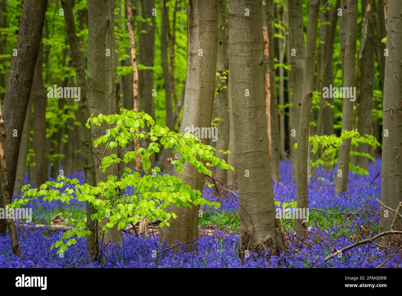 Chorleywood, Royaume-Uni. 9 mai 2021. Météo au Royaume-Uni: Des cloches indigènes (jacinthoides non-scripta) fleurissent dans le bois de Philipshill près de Chorleywood, Hertfordshire, alors que le temps se réchauffe après quelques jours de pluie. Le bluebell indigène est protégé par la loi sur la faune et la campagne (1981), ce qui signifie que les fleurs ne peuvent pas être cueillies et que les bulbes ne peuvent pas être creusées. Credit: Stephen Chung / Alamy Live News Banque D'Images