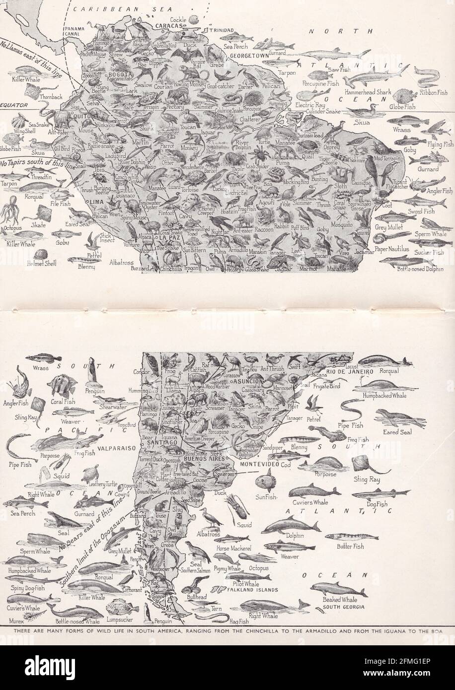 Carte d'image vintage de la variété de la vie animale de l'Amérique du Sud des années 1940. Banque D'Images