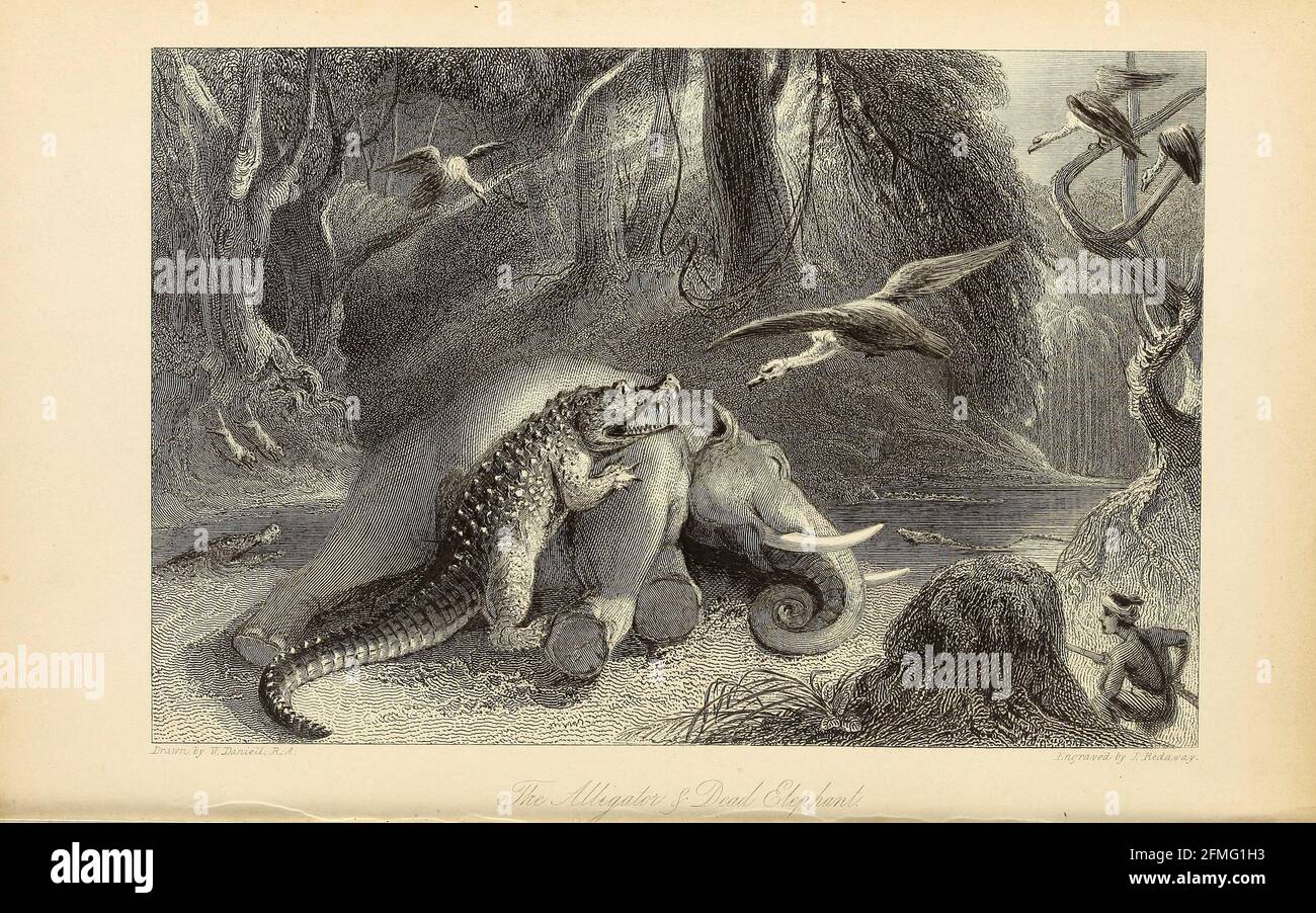 Alligator and Dead ElephantFrom le livre « The Oriental Annual, or, Scenes in India » du rév. Hobart Caunter publié par Edward Bull, Londres 1834 gravures tirées de dessins de William Daniell Banque D'Images