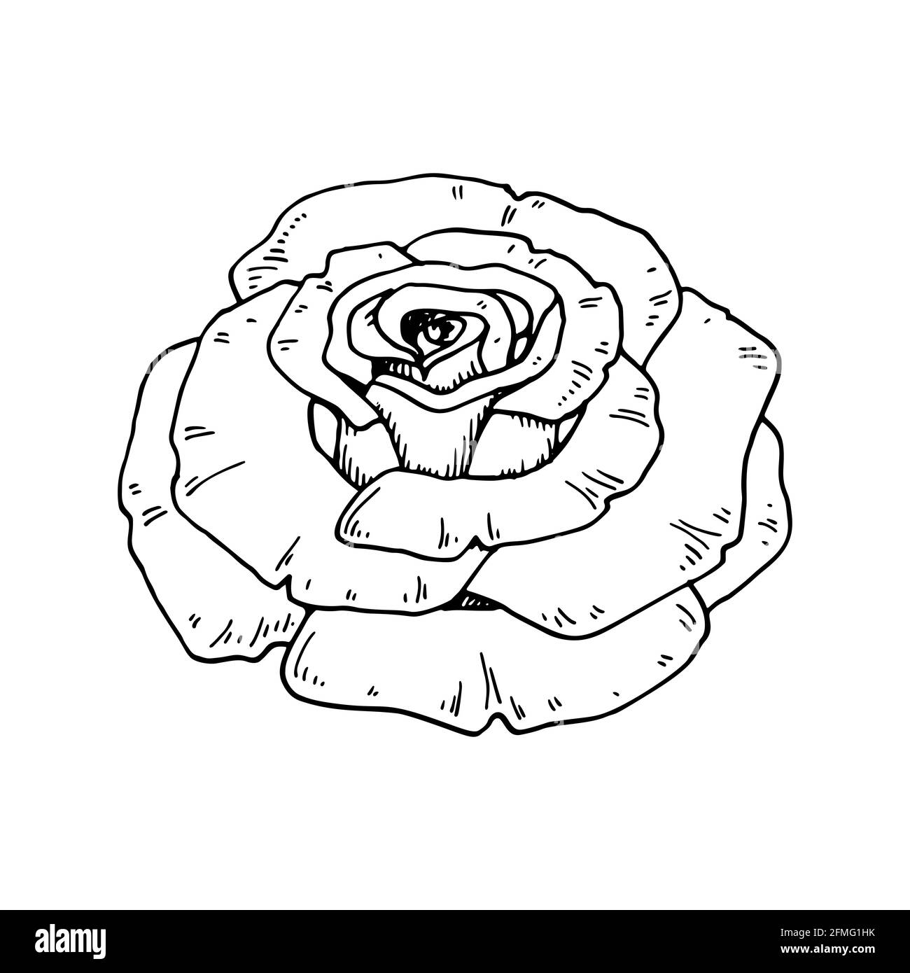 Fleur de rose dessinée à la main isolée sur blanc. Illustration vectorielle dans le style d'esquisse Illustration de Vecteur