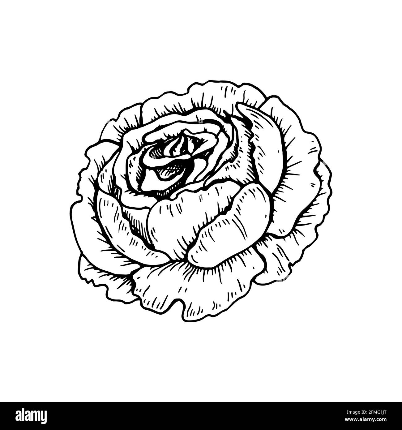 Fleur de pion dessinée à la main isolée sur blanc. Illustration vectorielle dans le style d'esquisse Illustration de Vecteur