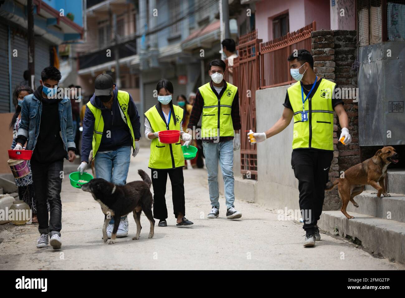 Les jeunes volontaires népalais affectés par la « protection des animaux au Népal » nourrissent des chiens errants au cours du 11ème jour de l'ordre d'interdiction en raison d'une deuxième vague de coronavirus (COVID-19) à Katmandou. Le confinement permanent imposé à l'échelle nationale par le gouvernement pour freiner la propagation du COVID-19 a rendu difficile la survie des chiens de rue. Comme les chiens de rue dépendaient autrefois de la nourriture donnée par les habitants, l'interdiction aux gens de sortir de leurs maisons a conduit les chiens de rue à mourir de faim. Banque D'Images