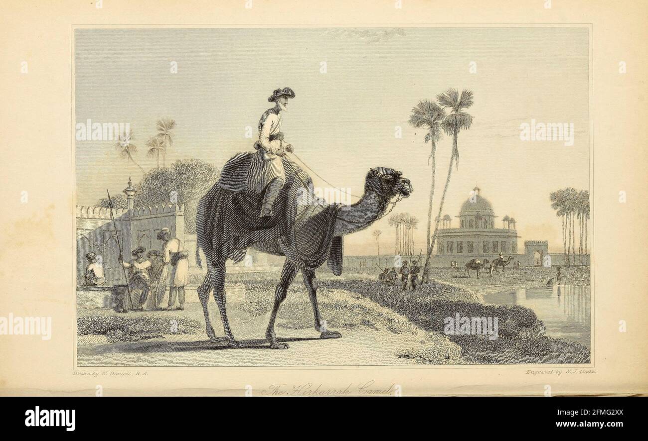 Le Hirkarrah Camel du livre « The Oriental Annual, or, Scenes in India » du rév. Hobart Caunter publié par Edward Bull, Londres 1834 gravures de dessins de William Daniell Banque D'Images