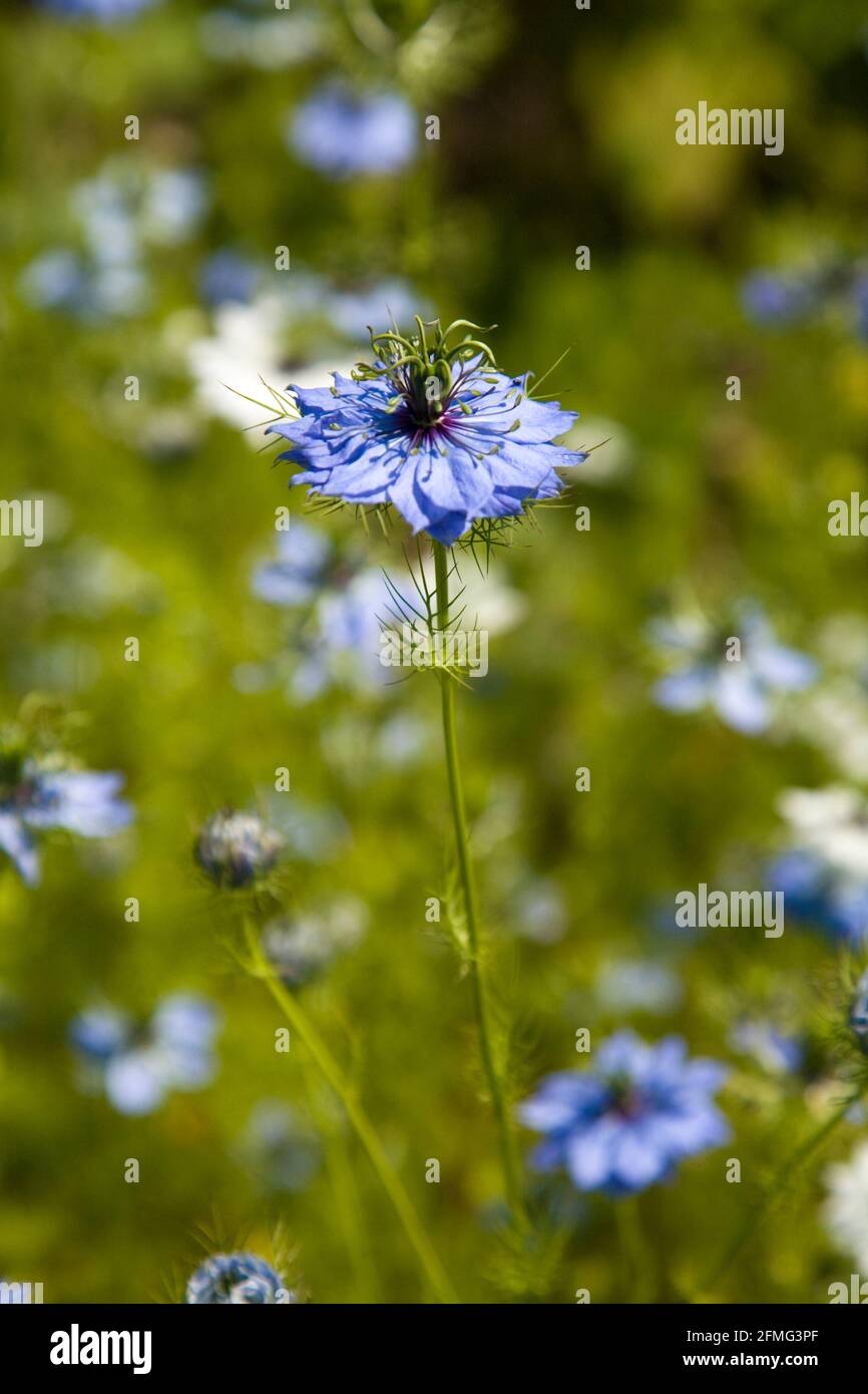 Nigella damascena, amour-dans-un-brouillard, diable dans le Bush, prairie sauvage, flétrissement, flétrissement Banque D'Images