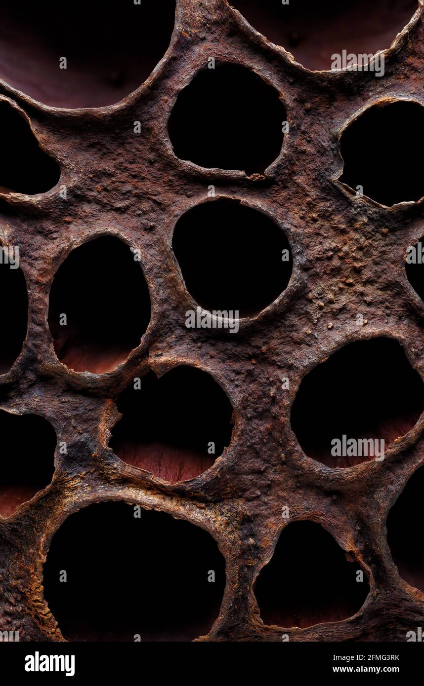 Arrière-plans et textures : surface de la boîte de graines de lotus séchées, prise de vue macro, motif organique abstrait Banque D'Images