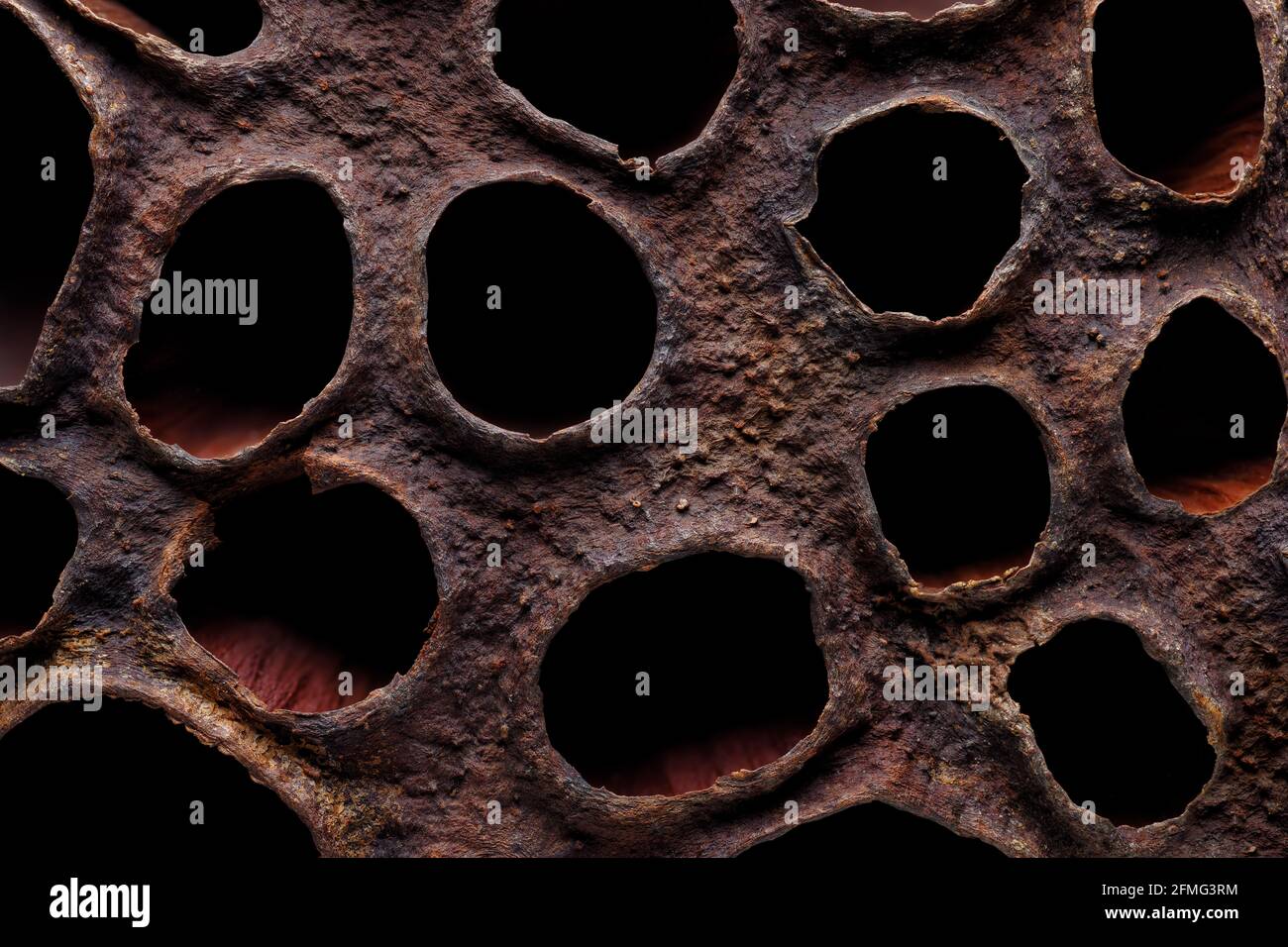 Arrière-plans et textures : surface de la boîte de graines de lotus séchées, prise de vue macro, motif organique abstrait Banque D'Images