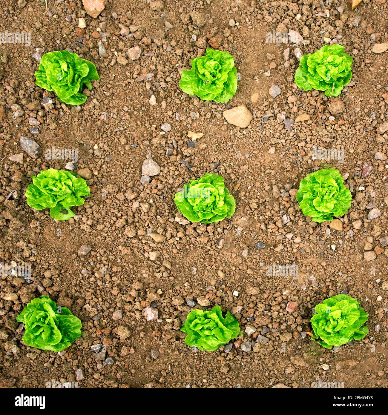 Laitue, potager, légume, maison, laitue dans une grille Banque D'Images