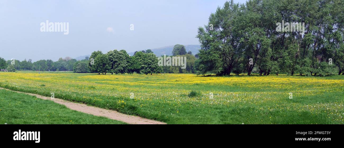 Un pré au bord de la rivière avec des pissenlits et des fleurs sauvages en forme de buttercup dans le parc de loisirs de Castle Meadows à Abergavenny, dans le Monbucshire, au pays de Galles, au Royaume-Uni Banque D'Images