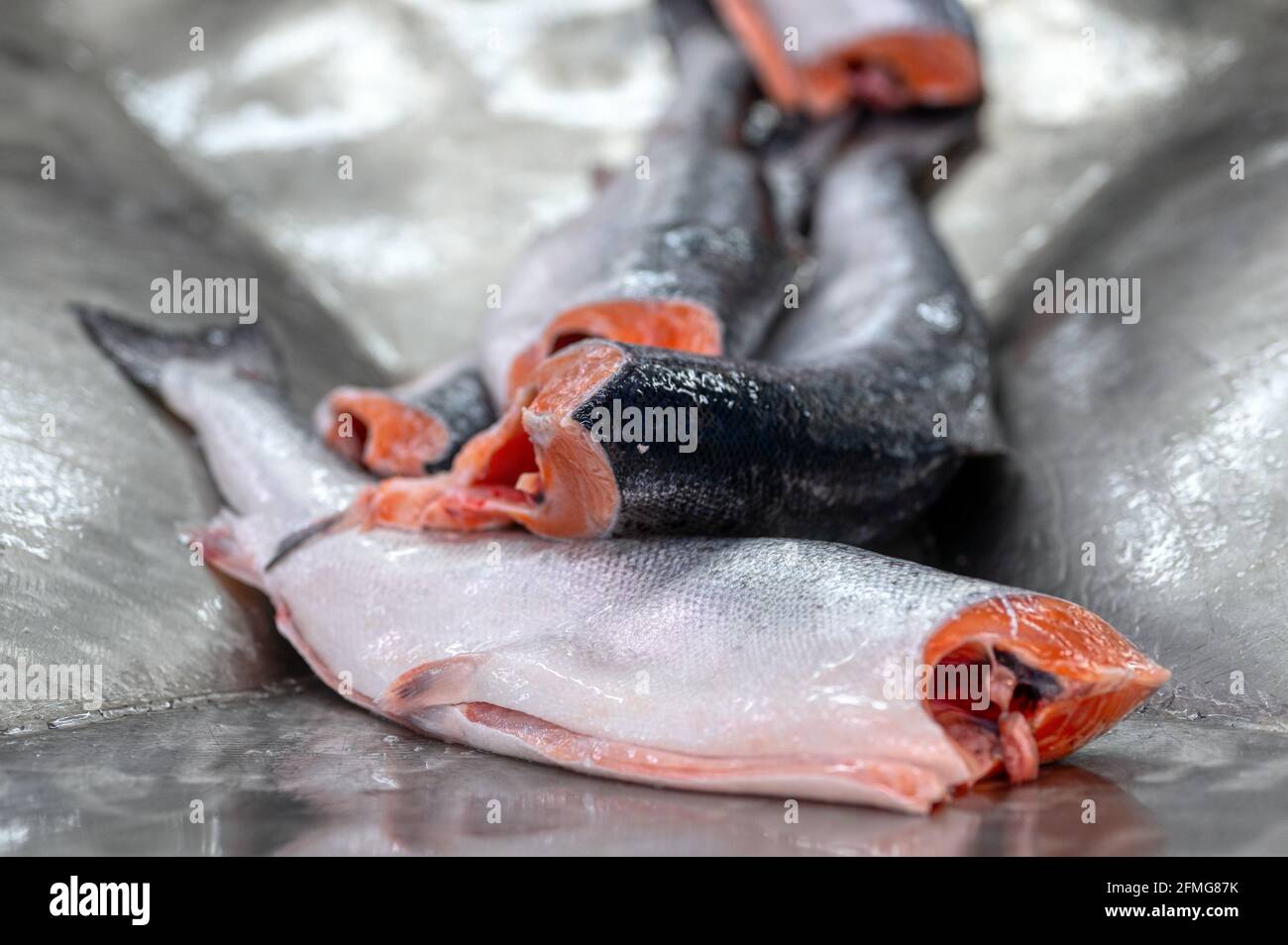 Les carcasses de saumon et de truite sans tête et évidées se trouvent sur une table métallique. Banque D'Images
