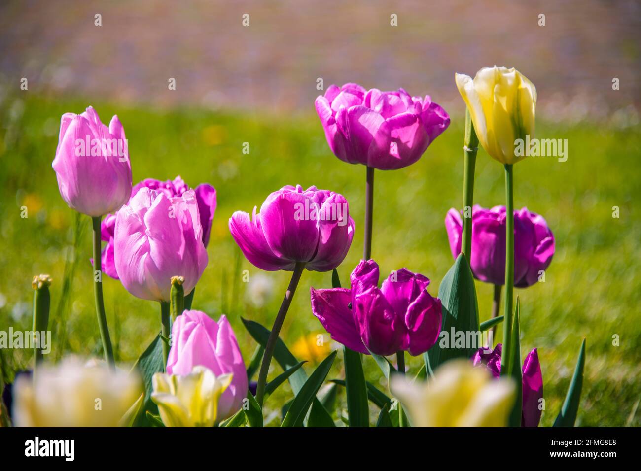 Tulipes aux couleurs inflorescentes sur le terrain au printemps jour Banque D'Images