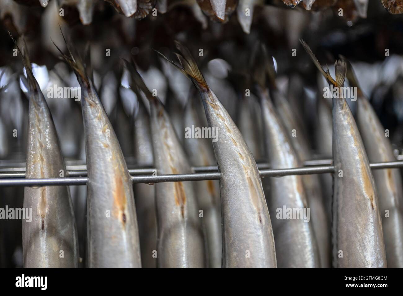 De nombreuses carcasses de poissons maquereaux sont préparées pour le tabagisme processus Banque D'Images