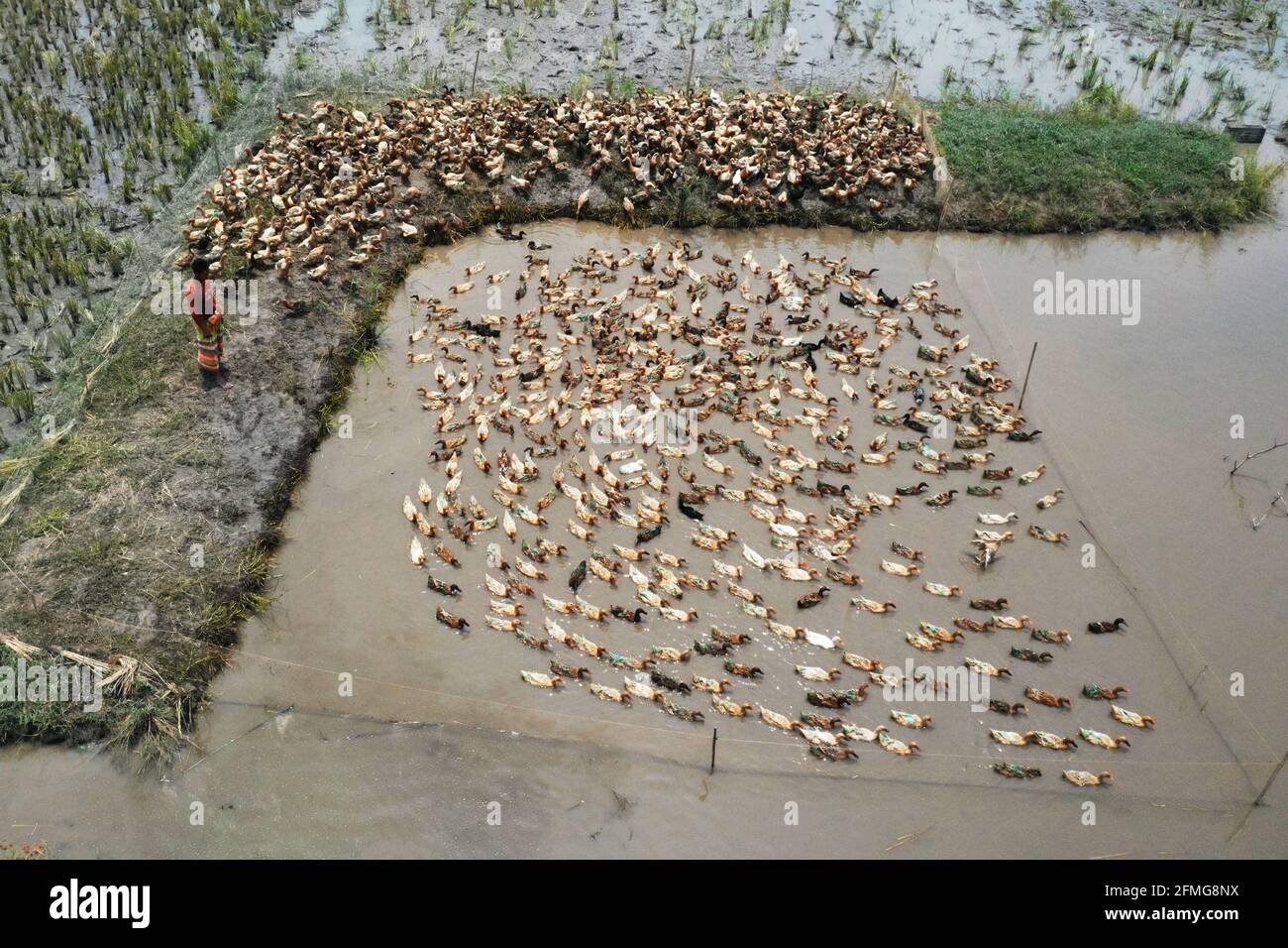 Kishorganj, Bangladesh - le 02 mai 2021 : un cultivateur de canards harde son troupeau de canards domestiques sur Nikli haor à Kishorganj, au Bangladesh. La culture du canard est ve Banque D'Images