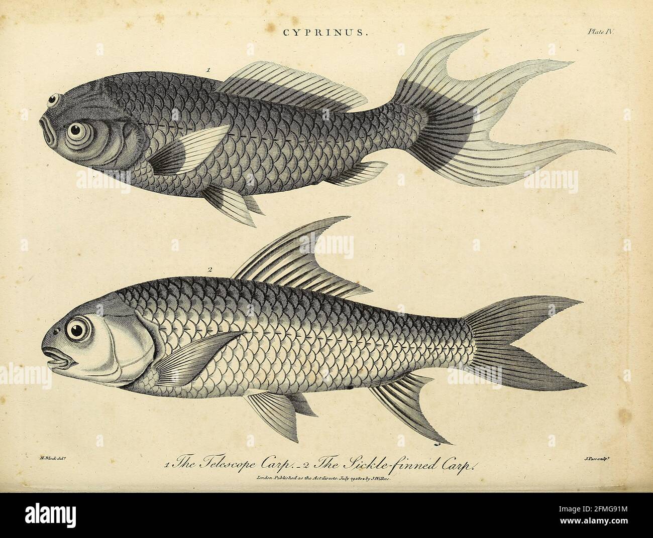 Cyprinus 1. Télescope Carp 2. Carp-finned gravure de Copperplate de l'Encyclopedia Londinensis or, Dictionnaire universel des arts, des sciences et de la littérature; Volume V; édité par Wilkes, Jean. Publié à Londres en 1810 Banque D'Images