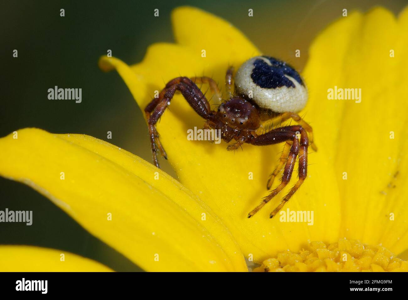 Araignée de crabe Napoléon femelle (Synema globosum) sur une fleur Banque D'Images