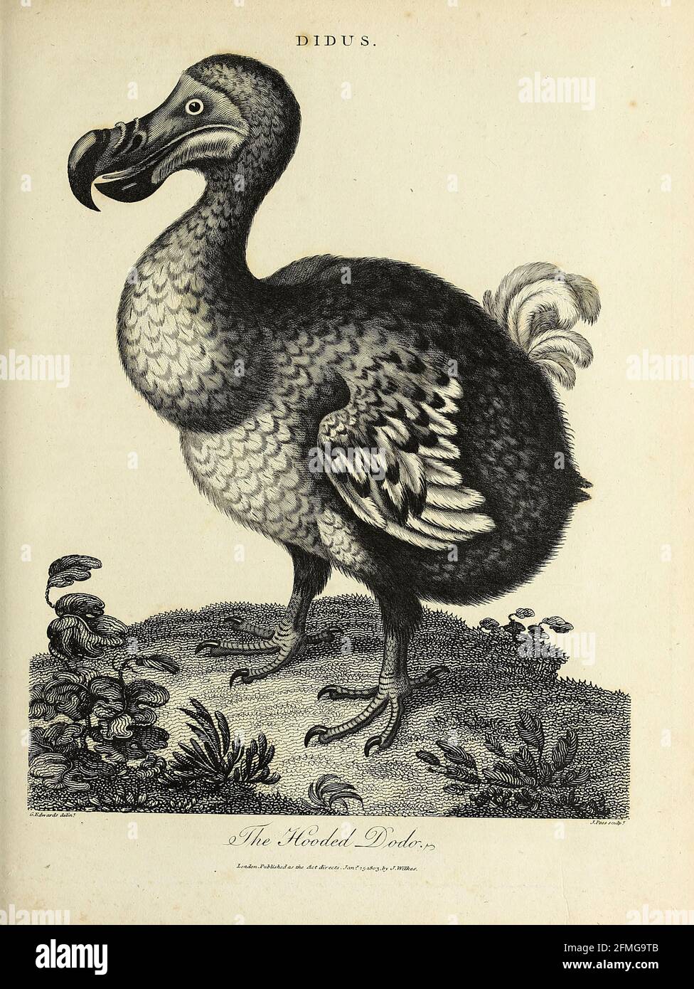 Didus le Dodo à capuchon [le dodo (Raphus cucullatus) est un oiseau éteint qui était endémique à l'île Maurice, à l'est de Madagascar, dans l'océan Indien. Le parent génétique le plus proche du dodo était le Solitaire Rodrigues également éteint, les deux formant la sous-famille Raphinae de la famille des pigeons et des colombes]. Gravure sur plaque de coperplate de l'Encyclopedia Londinensis or, Dictionnaire universel des arts, des sciences et de la littérature; Volume V; édité par Wilkes, Jean. Publié à Londres en 1810 Banque D'Images