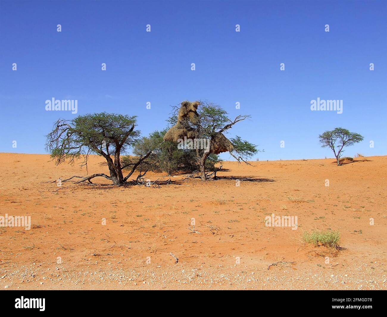 Le Weaver sociable (Philetairus socius) niche dans des Acacia dans le désert de Kalahari, dans la province du Cap Nord, en Afrique du Sud Banque D'Images