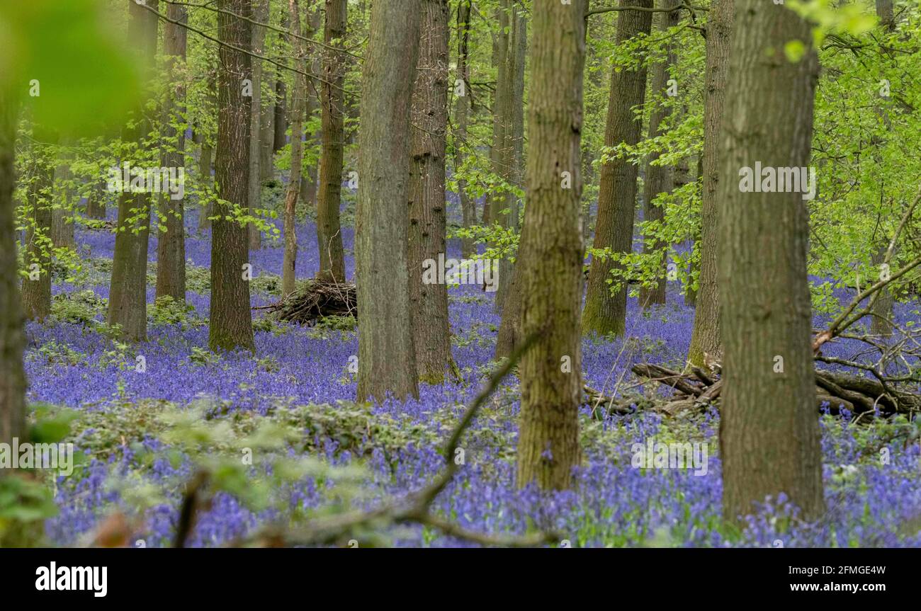 Dockey Wood Bluebells, Buckinghamshire près du domaine d'Ashridge sont en pleine floraison. Ils couvrent le plancher du bois pendant le Springtime Banque D'Images