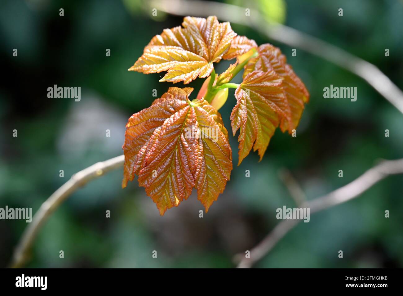 Déplier les feuilles, Foots Cray Meadows, Sidcup, Kent. ROYAUME-UNI Banque D'Images