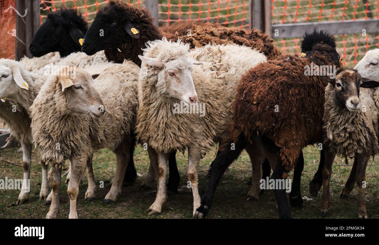 Troupeau de moutons blancs et noirs de race domestique, se broutent dans les enclos à la campagne à la ferme. Longue bannière horizontale avec moutons et béliers. Pâturage des dômes Banque D'Images