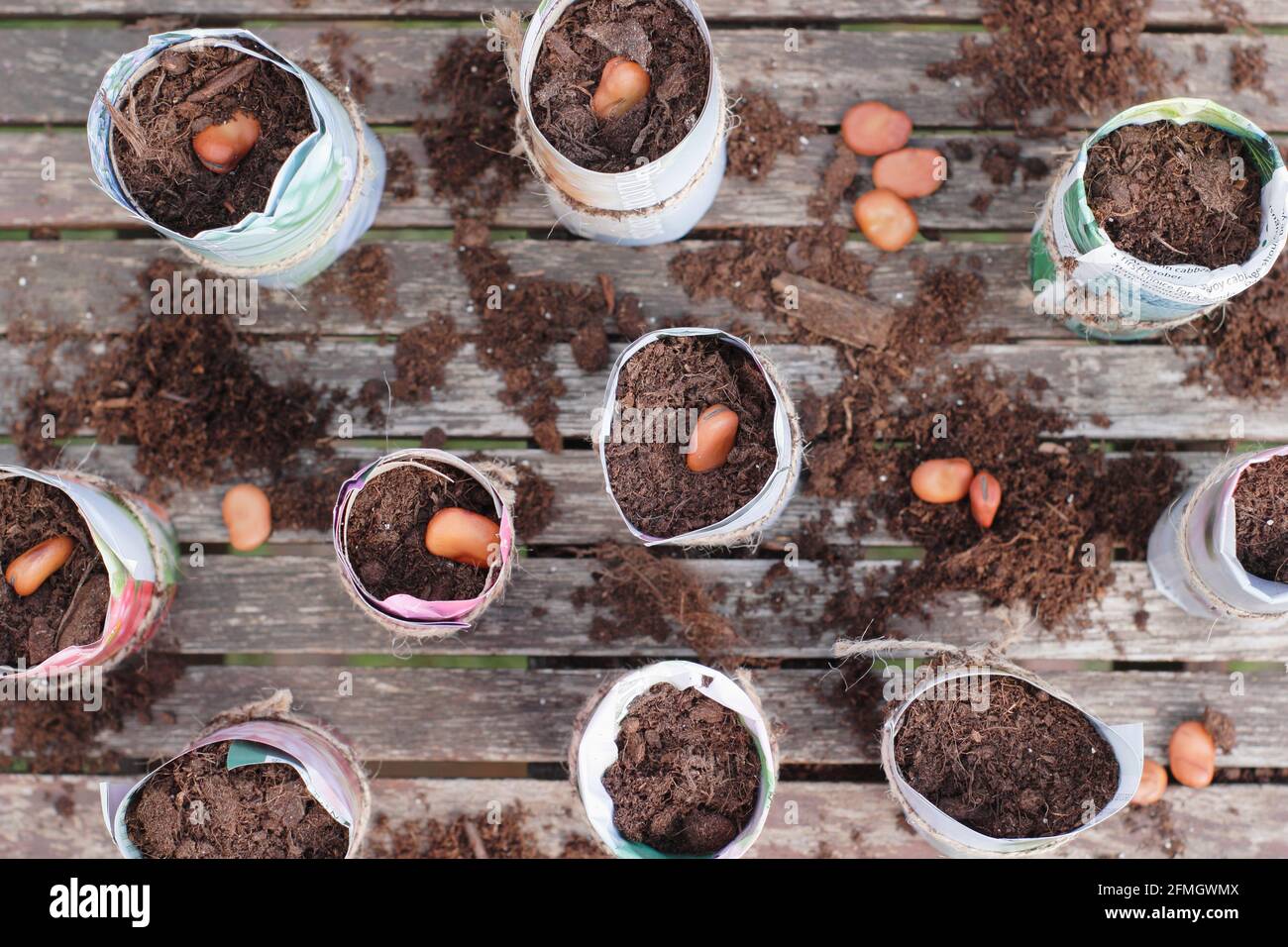 Semis dans des pots en papier. Départ de graines de haricots larges dans des pots de papier maison profonds à l'intérieur pour aider à la germination. Vicia faba 'Bunyard's Exhibition'. ROYAUME-UNI Banque D'Images